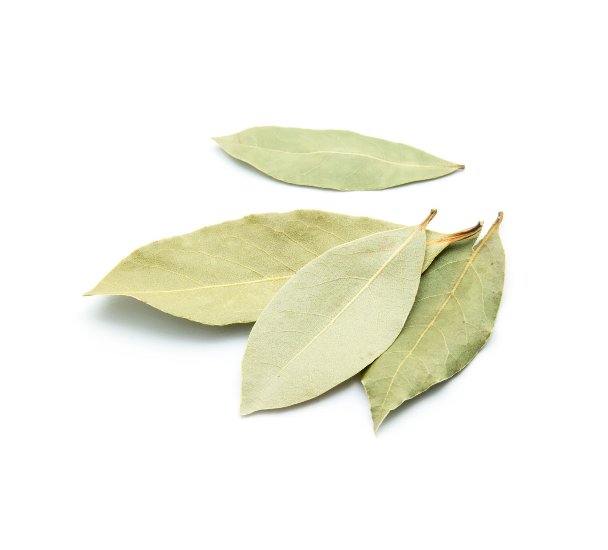 Dried Turkish Laurel Leaves — 地中海